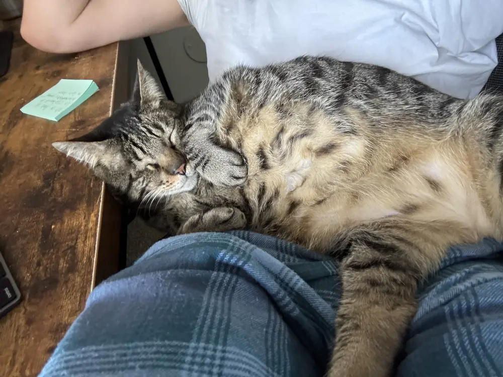 CEO (my cat) taking a nap on my lap